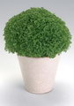 Selaginella Apoda